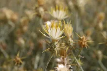 Centaurea scoparia flowers