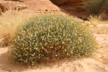 Whole plant