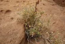 Whole plant