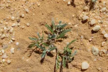 Whole plant