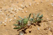 Tribulus terrestris fruit