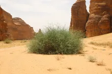 Whole plant