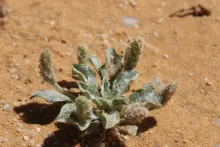 Whole plant