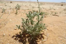 Whole plant