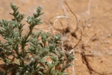 Ogastemma pusillum flower
