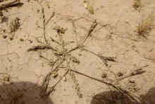 Dried Notoceras bicorne