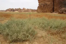 Atriplex turcomanica in an agricultural land