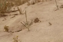 Haloxylon salicornicum seedling