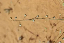 Asphodelus refractus fruits
