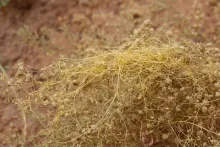Cuscuta campestris flowers