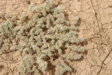 Whole plant