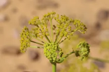 Ferula sinaica flower
