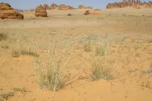 Whole plant