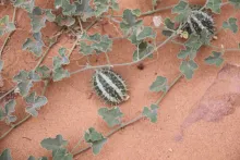 Cucumis prophetarum fruit