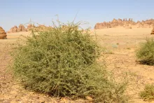 Whole plant