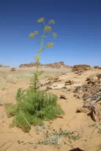 Whole plant