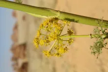 Ferula sinaica flowers