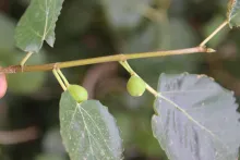 Ficus palmata fruits