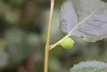 Ficus palmata fruits