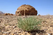 Whole plant
