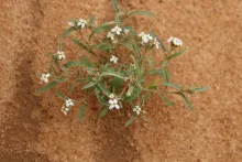 Whole plant