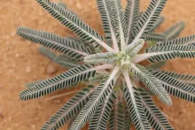 Astragalus sieberi leaves