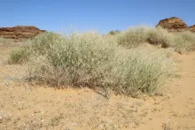 Whole plant