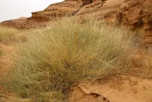 Whole plant