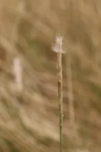Lasiurus scindicus fruit