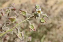 Trichodesma africanum flowers