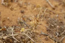 Centaurea mesopotamica fruit