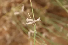 Launaea nudicaulis fruits