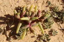 Whole plant