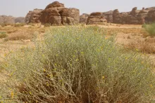 Whole plant
