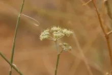 Deverra triradiata flowers