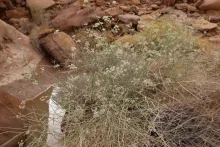 Whole plant