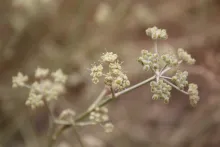 Deverra triradiata flowers