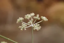 Deverra triradiata flowers