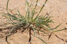 Stipagrostis ciliata leaves and hairs