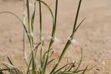Stipagrostis ciliata hairs