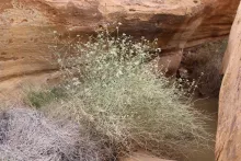 Whole plant