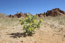 Arnebia hispidissima on Sandy plains and dunes