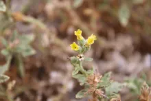 Heliotropium arbainense flower