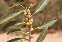 Ficus salicifolia fruits