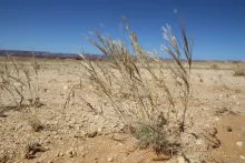 Whole plant