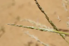 Centropodia forskaolii flowers