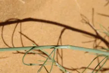 Deverra triradiata leaves