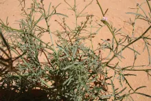 Cakile arabica leaves