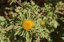 Asteriscus graveolens flower
