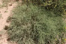 Whole plant